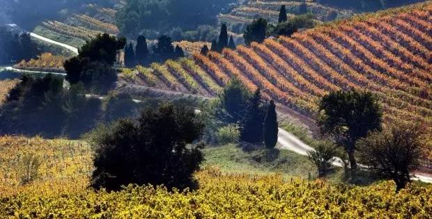 羅訥河谷葡萄酒2016廣州品鑒會 探索法國葡萄酒的優(yōu)雅魅力